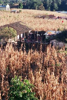Corn stalks surround this rural compound near the town of Sololá.  Photo by Cheryl Guerrero.  