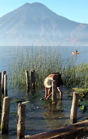Lucas weighs down the maguey leaves to soak for four days in Lake Atitlán after smashing them with a mallot to separate the strong fibers within.  Photo by Denise Gallinetti 2005.