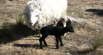 Sheep roam much of the mountain area around Momostenango, a small isolated wool production center.  Photo by Kathleen Mossman Vitale 2005.